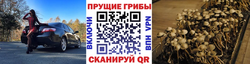 Псилоцибиновые грибы Cubensis  Краснокамск 